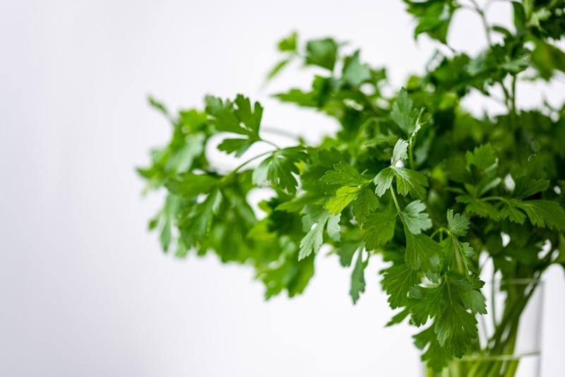Sensory Herb Garden